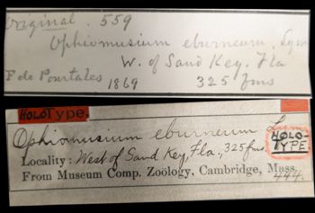 Media type: image;   Invertebrate Zoology OPH-444 Aspect: labels